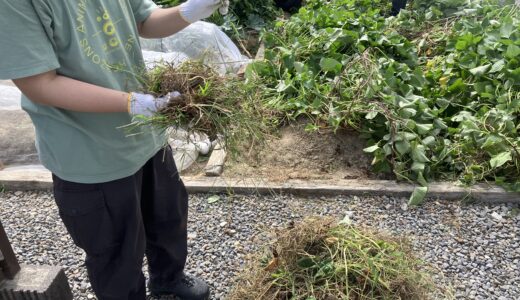 ２学期最初の匠農園！