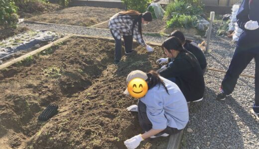 玉ねぎの苗の植え付けをしました！