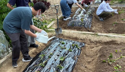 美味しいさつまいもができますように！